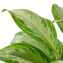 Chinese Evergreen 'Silver Bay'