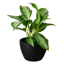 Chinese Evergreen 'Silver Bay'