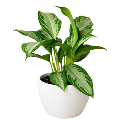 Chinese Evergreen 'Silver Bay'
