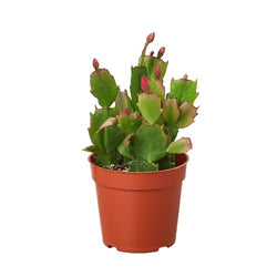 Christmas Cactus (Schlumbergera) photo 1