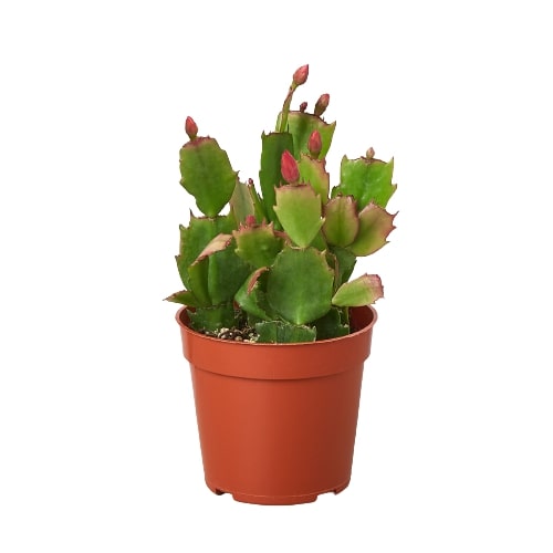 Christmas Cactus (Schlumbergera)