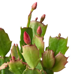 Christmas Cactus (Schlumbergera) photo 2