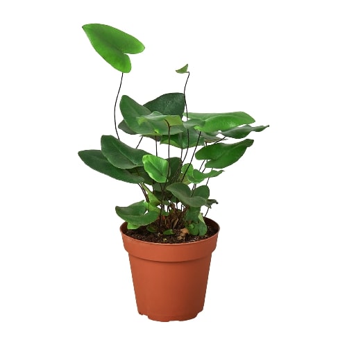 Heart Fern (Hemionitis arifolia) 4" Pot