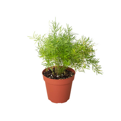 Asparagus Fern 'Sprengeri' photo 1