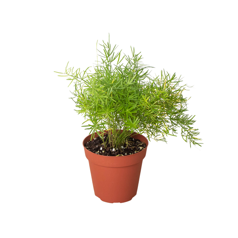 Asparagus Fern 'Sprengeri'