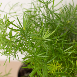 Asparagus Fern 'Sprengeri' photo 2