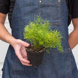 Asparagus Fern 'Sprengeri' photo 3