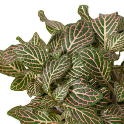 Nerve Plant (Fittonia) photo 5