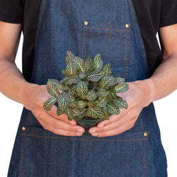 Nerve Plant (Fittonia) photo 4