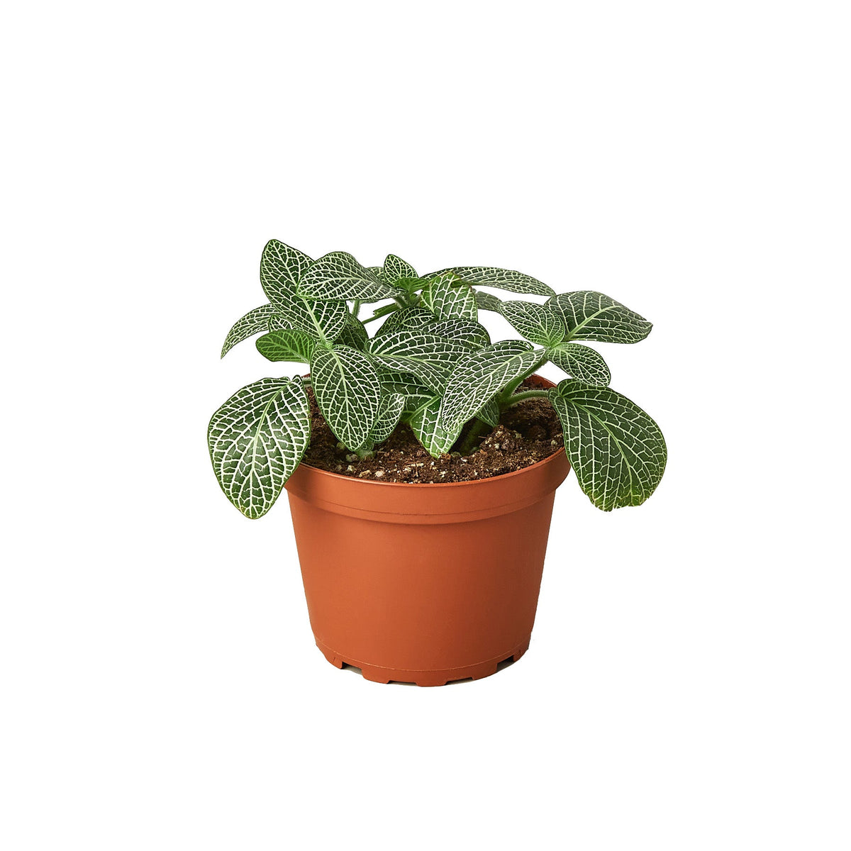 Nerve Plant (Fittonia) photo 1