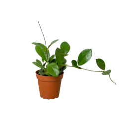 Hoya 'Australis'