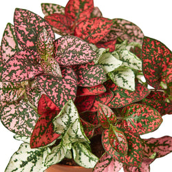 Polka Dot Plant (Hypoestes phyllostachya) photo 5