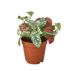Polka Dot Plant (Hypoestes phyllostachya) photo 3