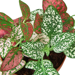 Polka Dot Plant (Hypoestes phyllostachya) photo 4