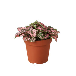 Polka Dot Plant (Hypoestes phyllostachya) photo 2