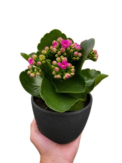 Kalanchoe 'Blossfeldiana'