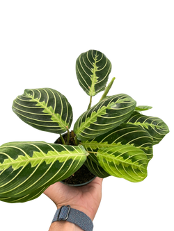 Prayer Plant 'Lemon Lime' (Maranta leuconeura) photo 4
