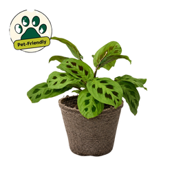 Maranta 'Leuconeura'