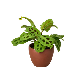 Maranta 'Leuconeura'