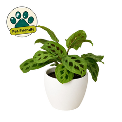 Maranta 'Leuconeura'