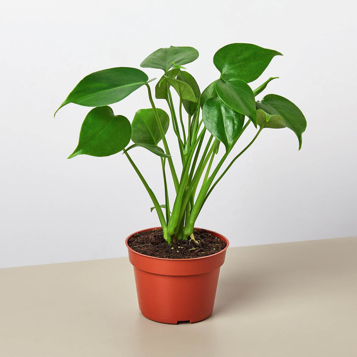 Monstera Deliciosa curated houseplant