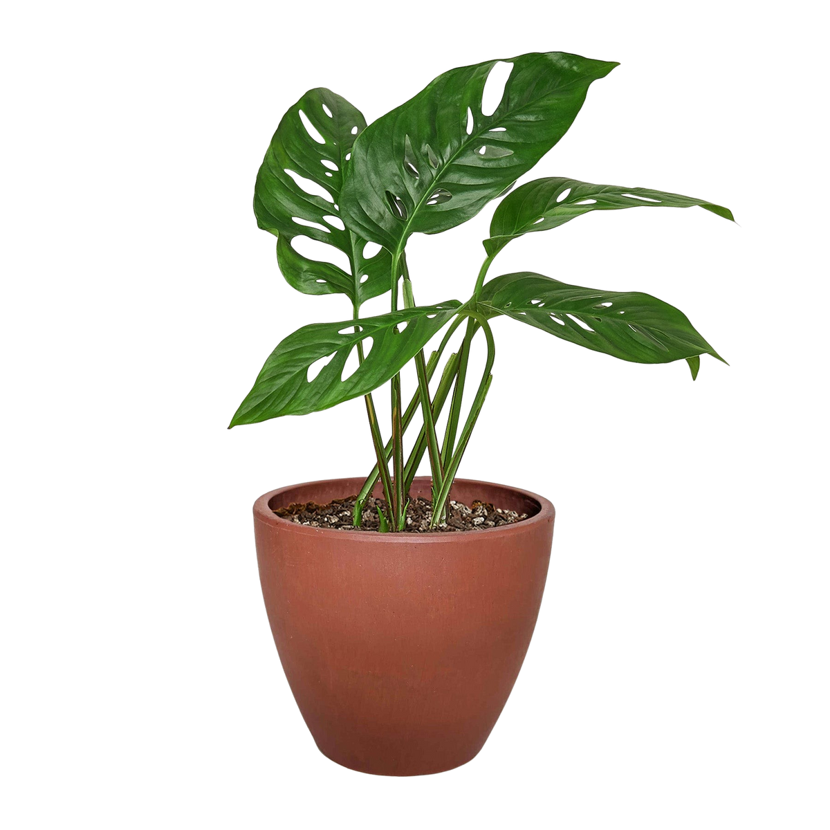 Monstera Adansonii in 4 inch nursery pot