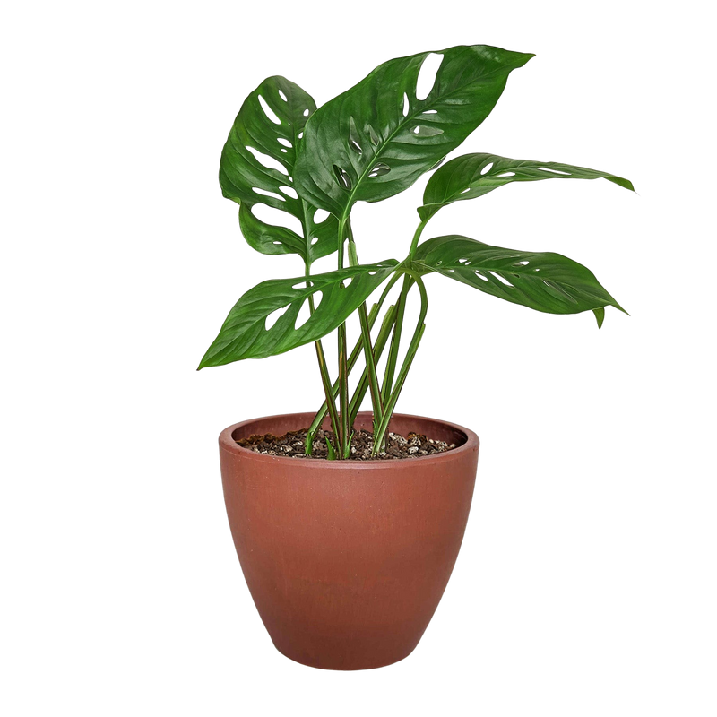 Monstera Adansonii