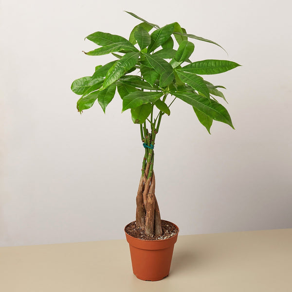 Pet-Conscious Botanicals