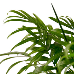 Parlor Palm in 4 inch nursery pot