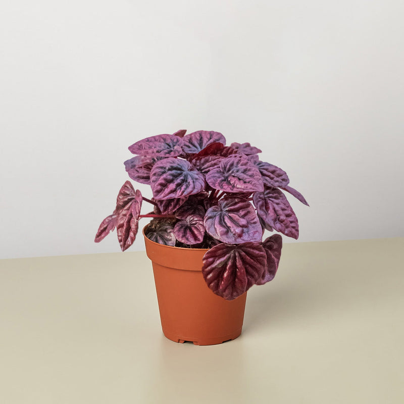 Peperomia 'Ripple Red' (Peperomia caperata 'Red Ripple')