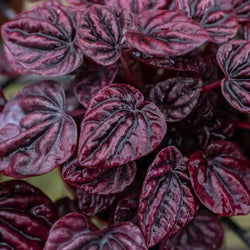 Peperomia Ripple Red corrugated leaf texture close-up