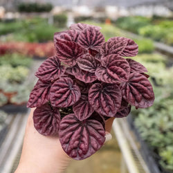 Peperomia Ripple Red top down view