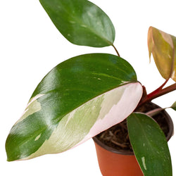 Philodendron Pink Princess pink variegation leaf detail