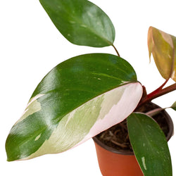 Pink Princess Philodendron specimen view