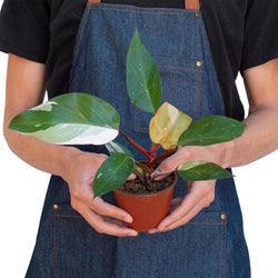 Philodendron Pink Princess burgundy and neon pink contrast