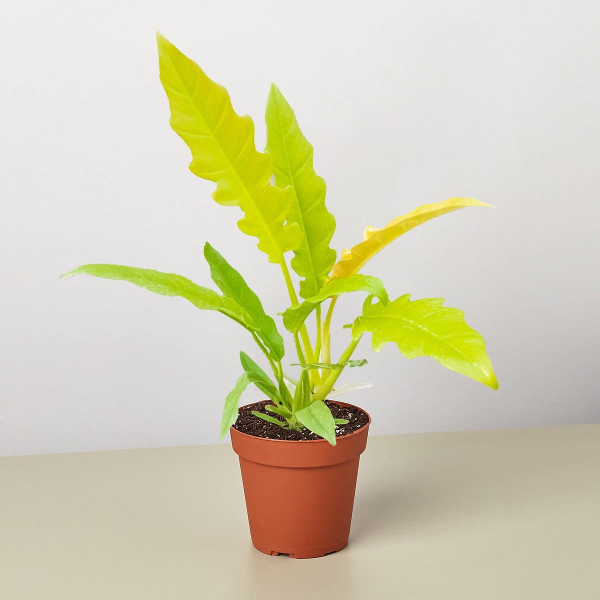 Philodendron 'Ring of Fire' (4") - Studio Packshot on White Background