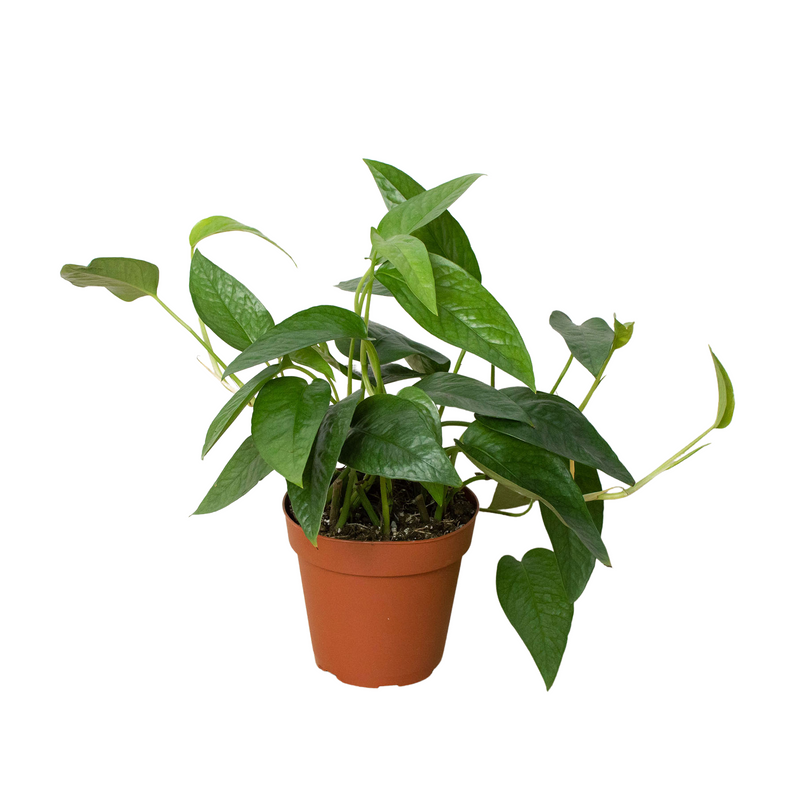 Cebu Blue Pothos (Epipremnum pinnatum 'Cebu Blue')