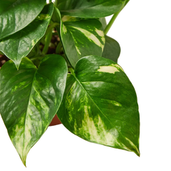 Golden Pothos in 4 inch nursery pot