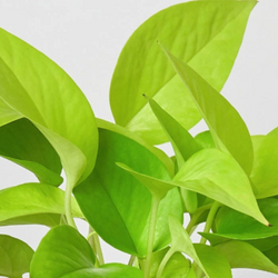 Neon Pothos in 4 inch nursery pot