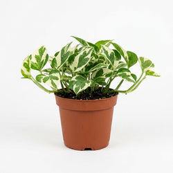 Pothos N'Joy in the Beginner Plant Trio
