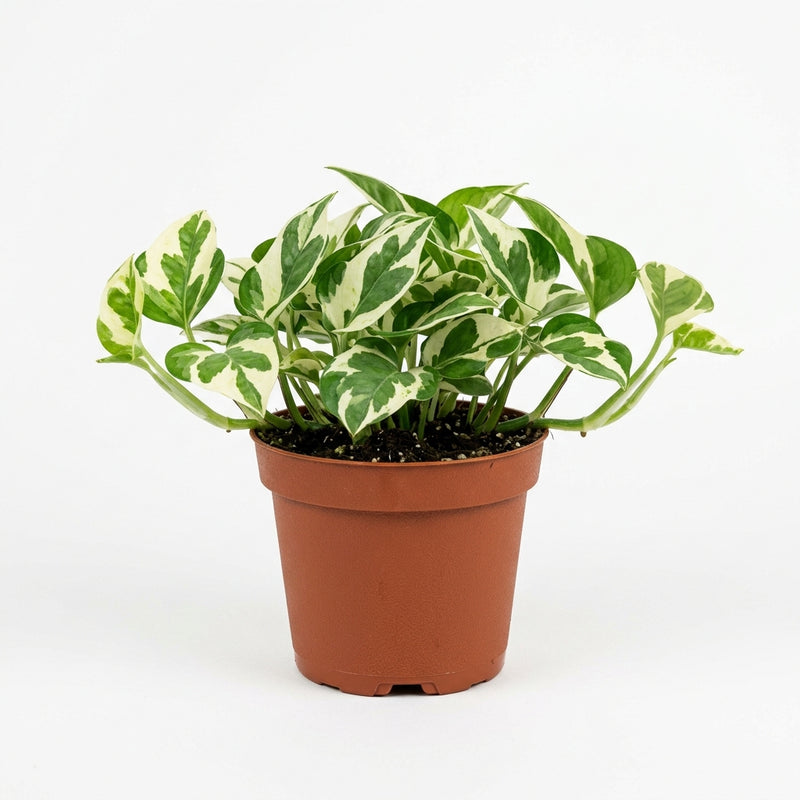 Pothos N'Joy