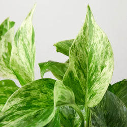 Marble Queen Pothos variegated marbled leaves