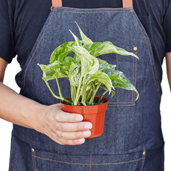 Marble Queen Pothos top view