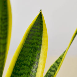 Snake Plant Laurentii in 4 inch nursery pot