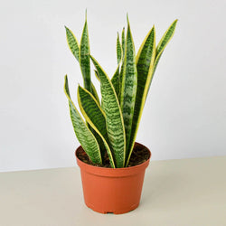 Snake Plant Laurentii in 4 inch nursery pot