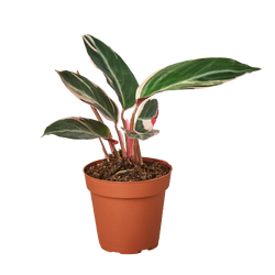 Stromanthe Triostar in 4 inch nursery pot