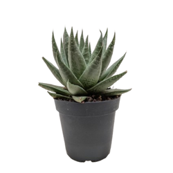 Succulent Haworthia Savanna