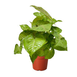 Arrowhead Plant 'Cream Allusion' Syngonium photo 1