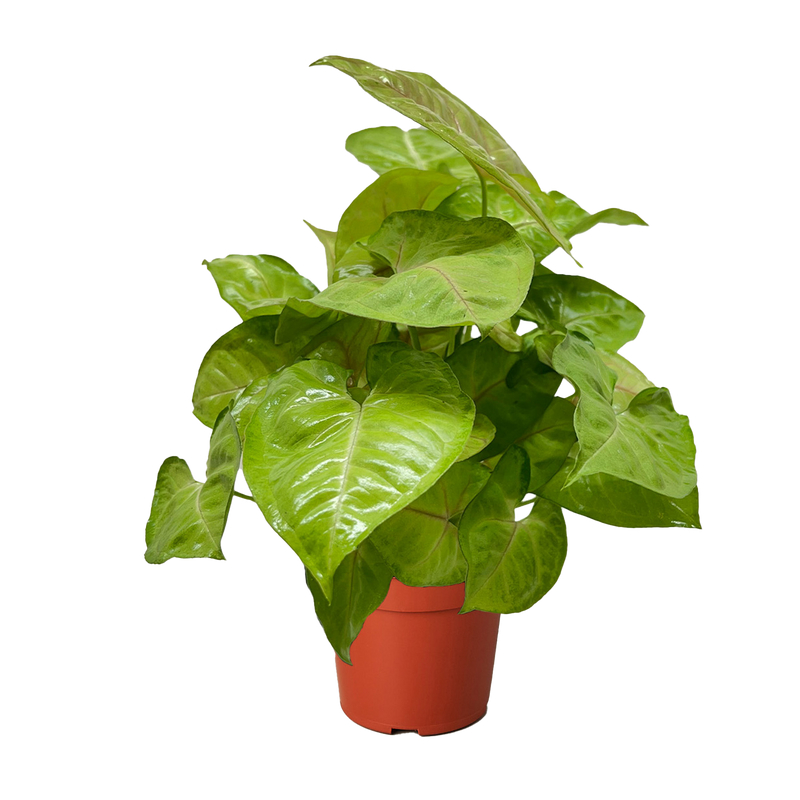 Arrowhead Plant 'Cream Allusion' (Syngonium)