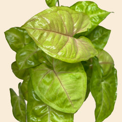 Arrowhead Plant 'Cream Allusion' Syngonium photo 2
